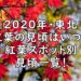紅葉 画像